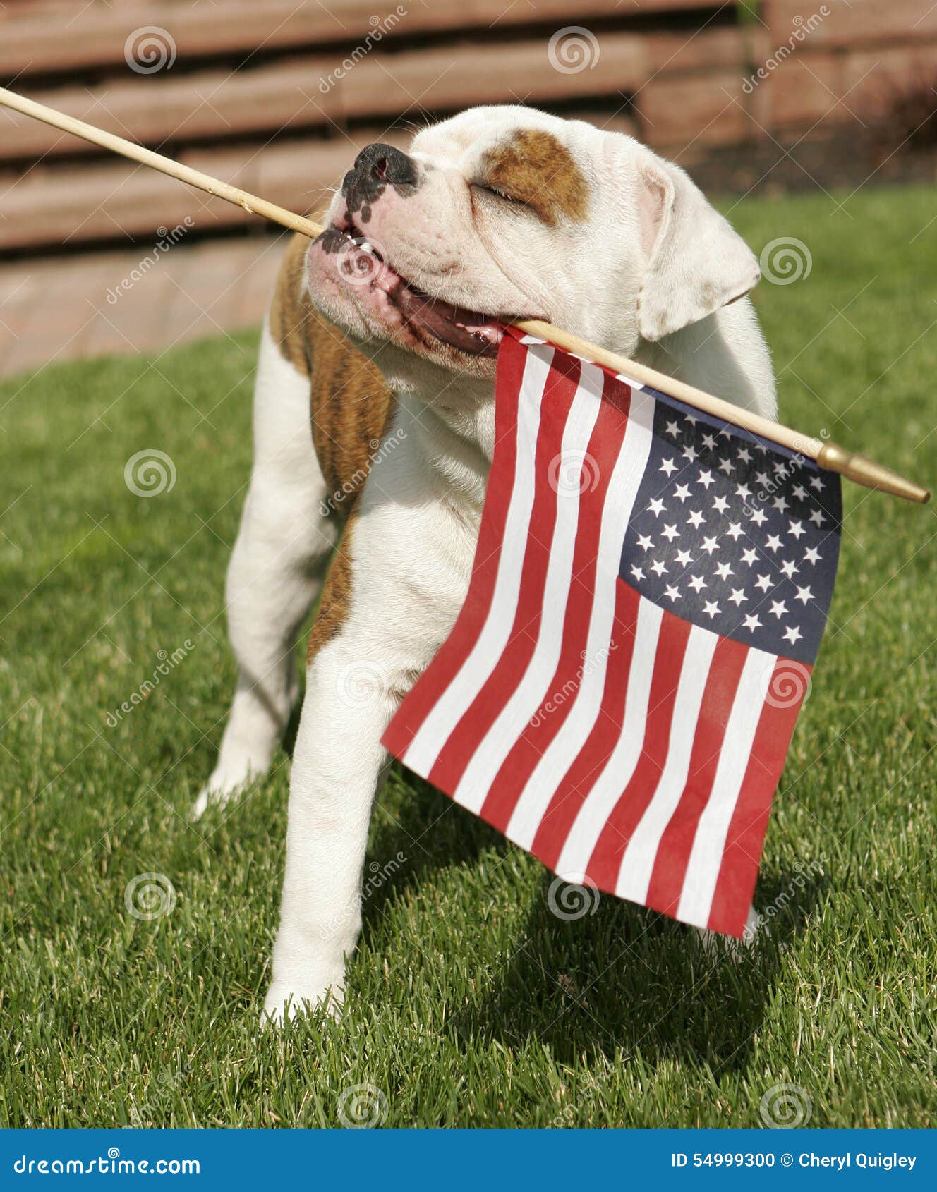 English Bulldog Waving American Flag Stock Photo Image