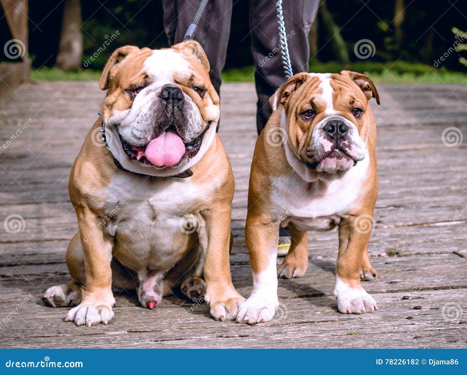 English bulldogs outdoor stock photo. Image of sweet 78226182