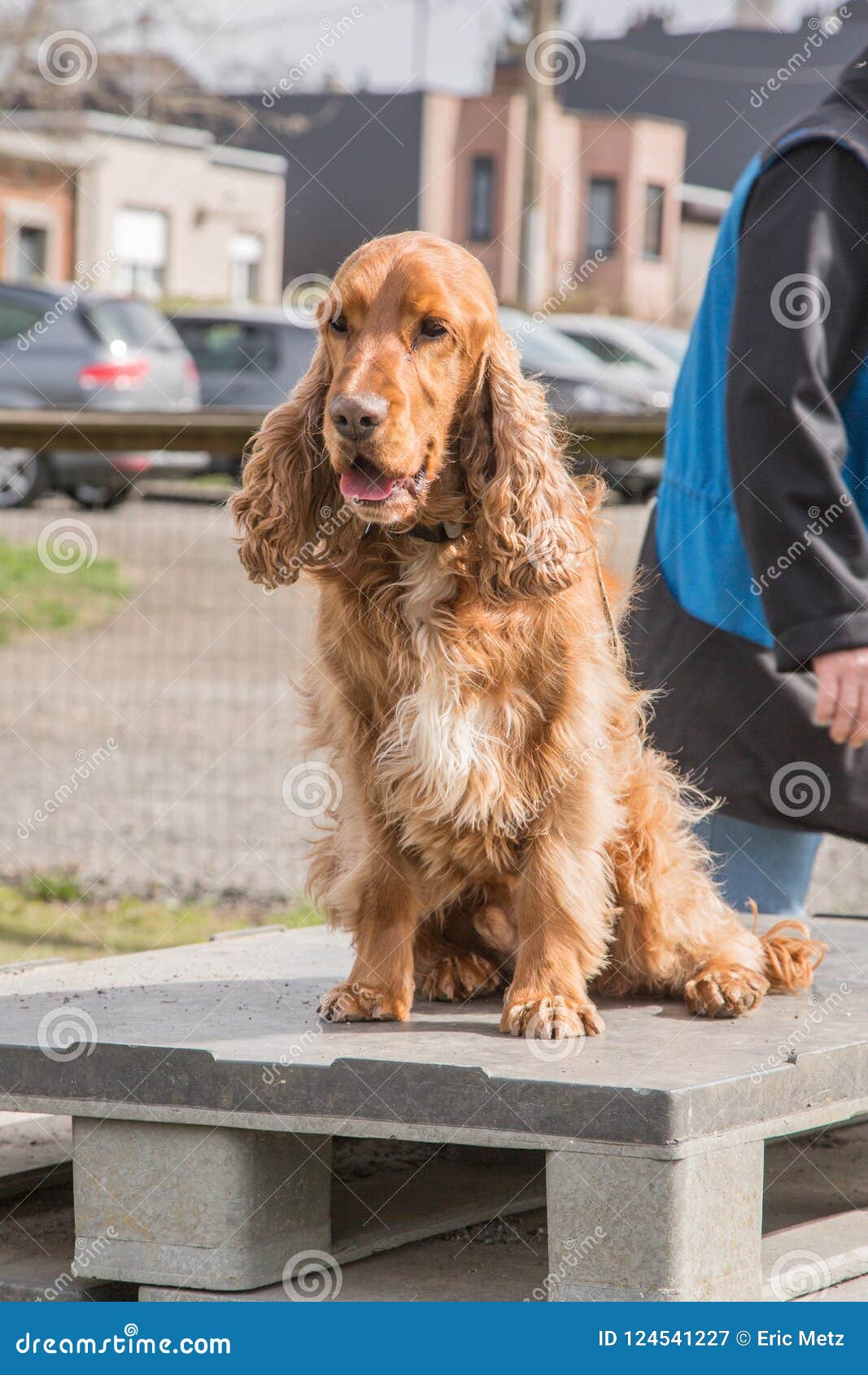 adult english cocker spaniel