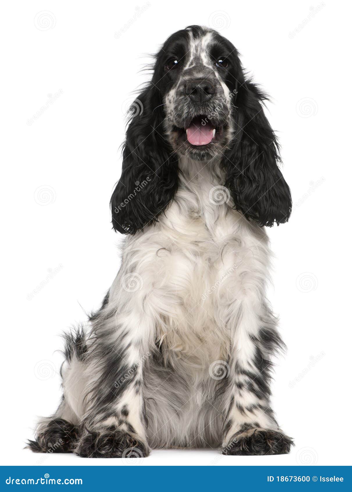 english cocker spaniel, 2 years old, sitting