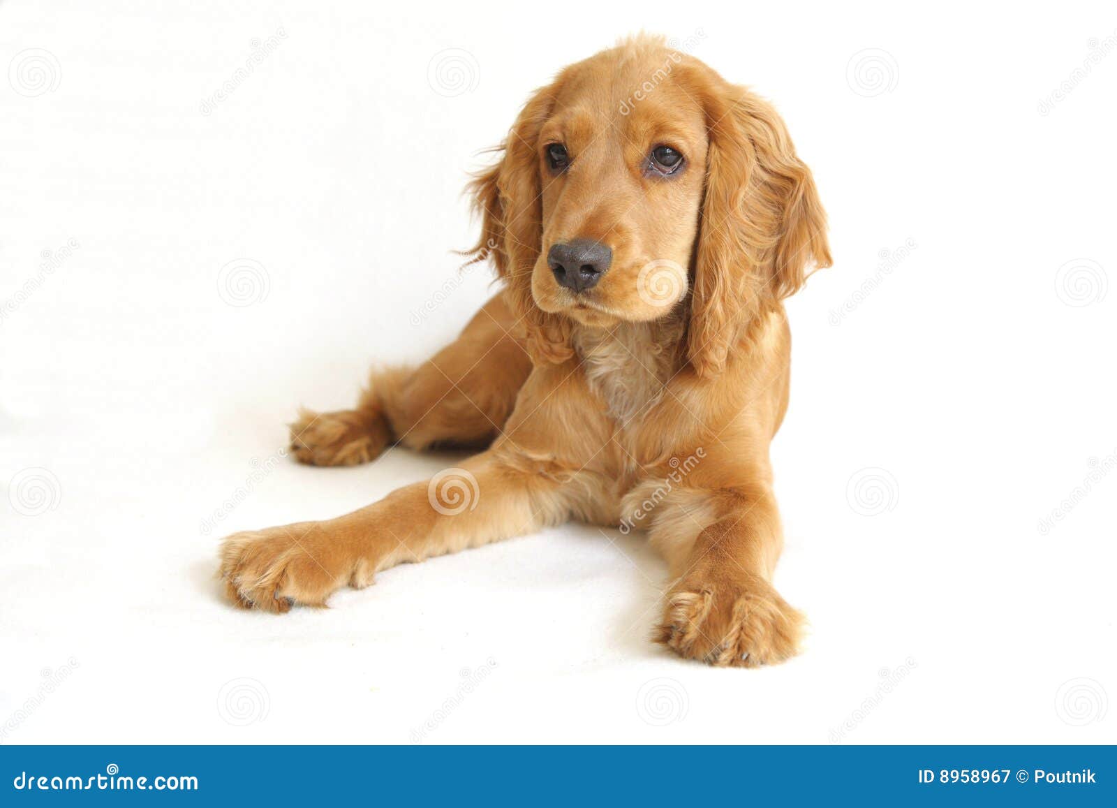 cocker spaniel 12 weeks old