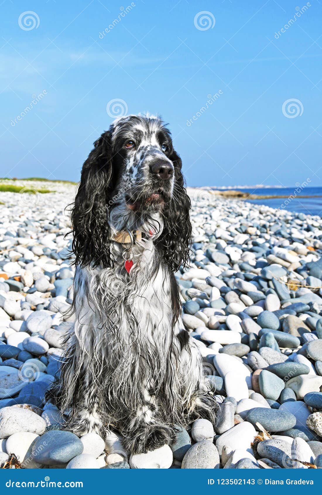 Cocker Spaniel Anglais : Elevage de la Mahonnière en Picardie  (@cockerdelamahonniere) • Facebook, image size:1100x1690