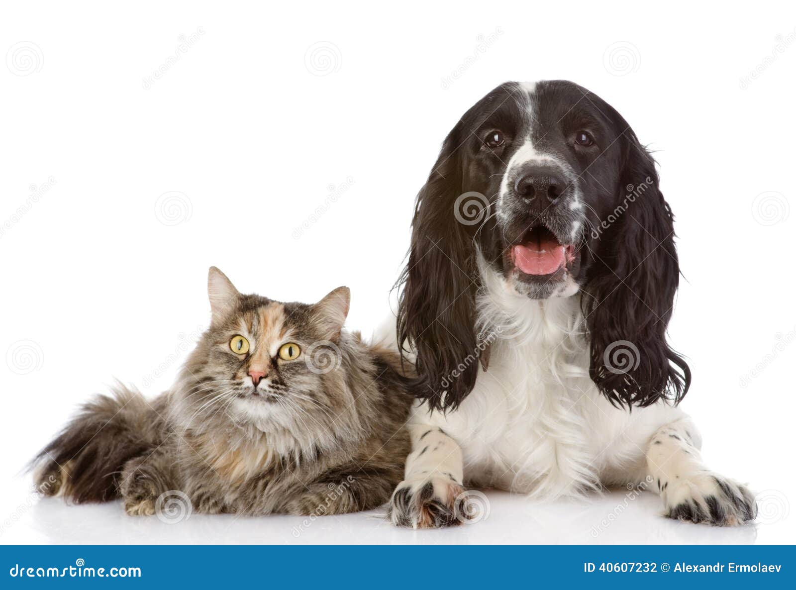 do cocker spaniels get along with cats