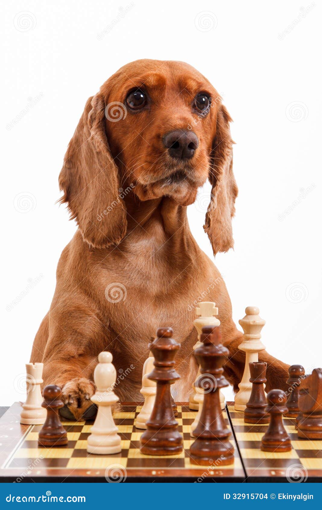 173 Dog Playing Chess Photos Free & RoyaltyFree Stock Photos from