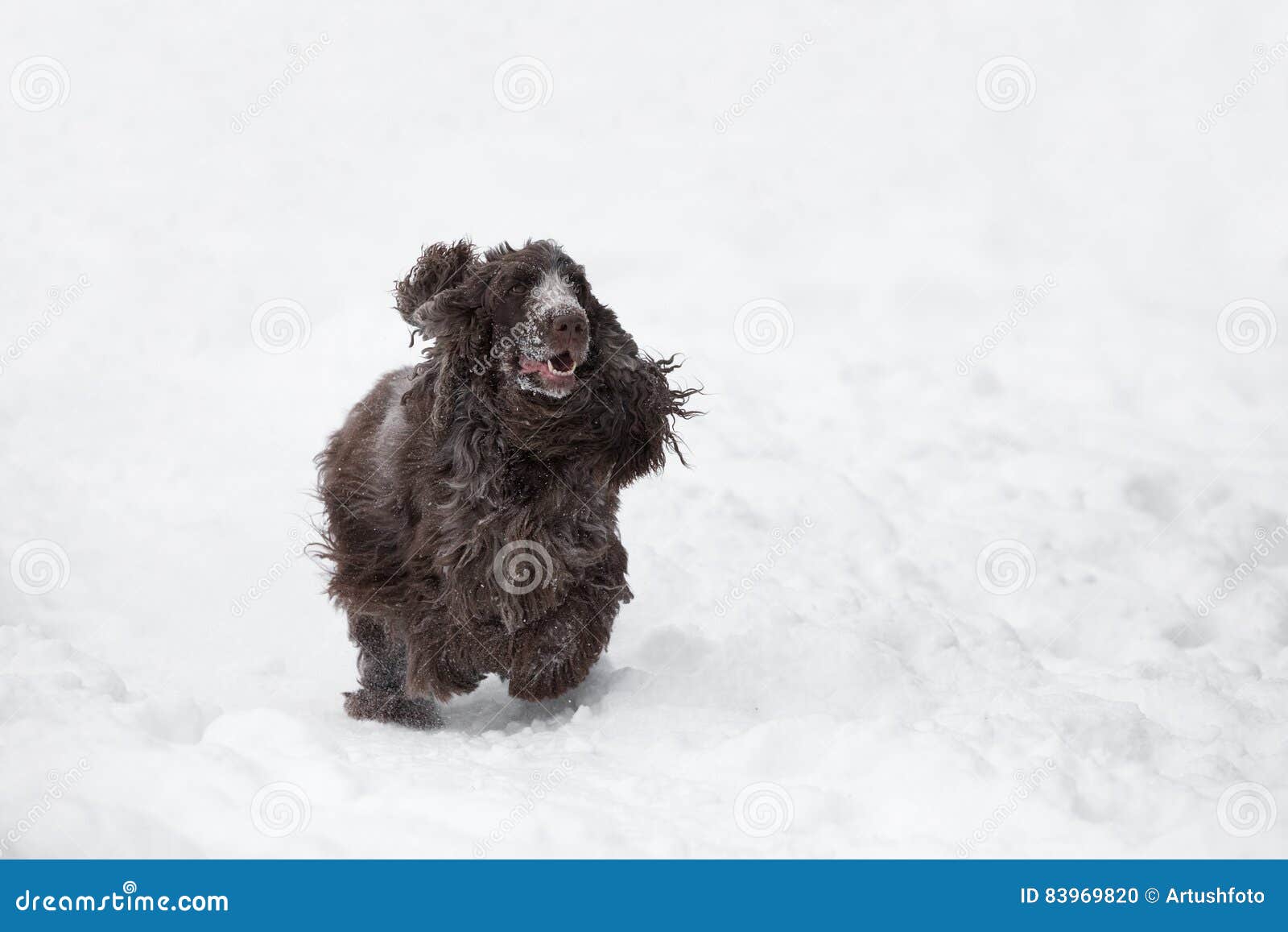 English Cocker Spaniel Dog Playing in Fresh Snow Stock Photo - Image of ...