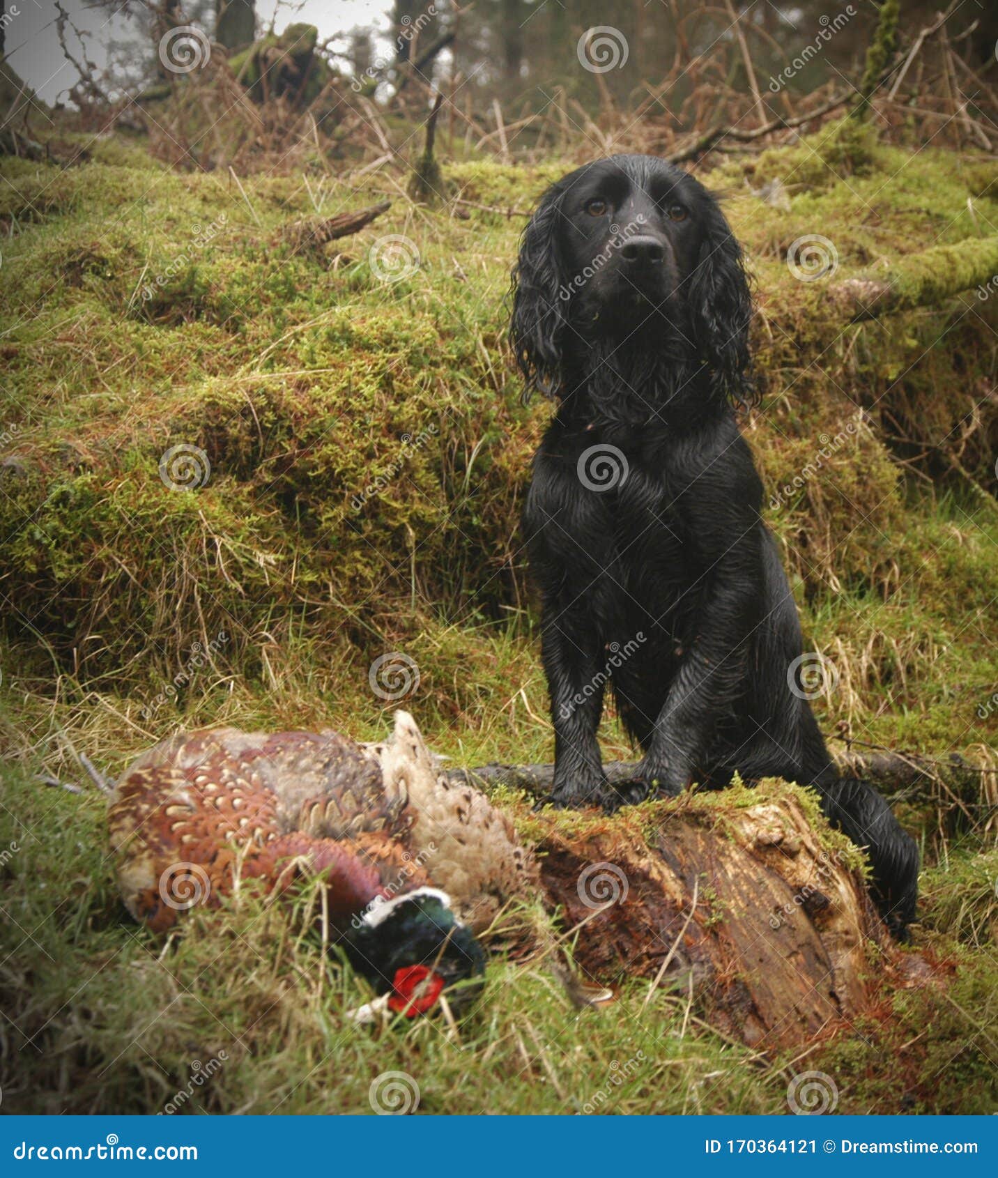 upland field spaniels