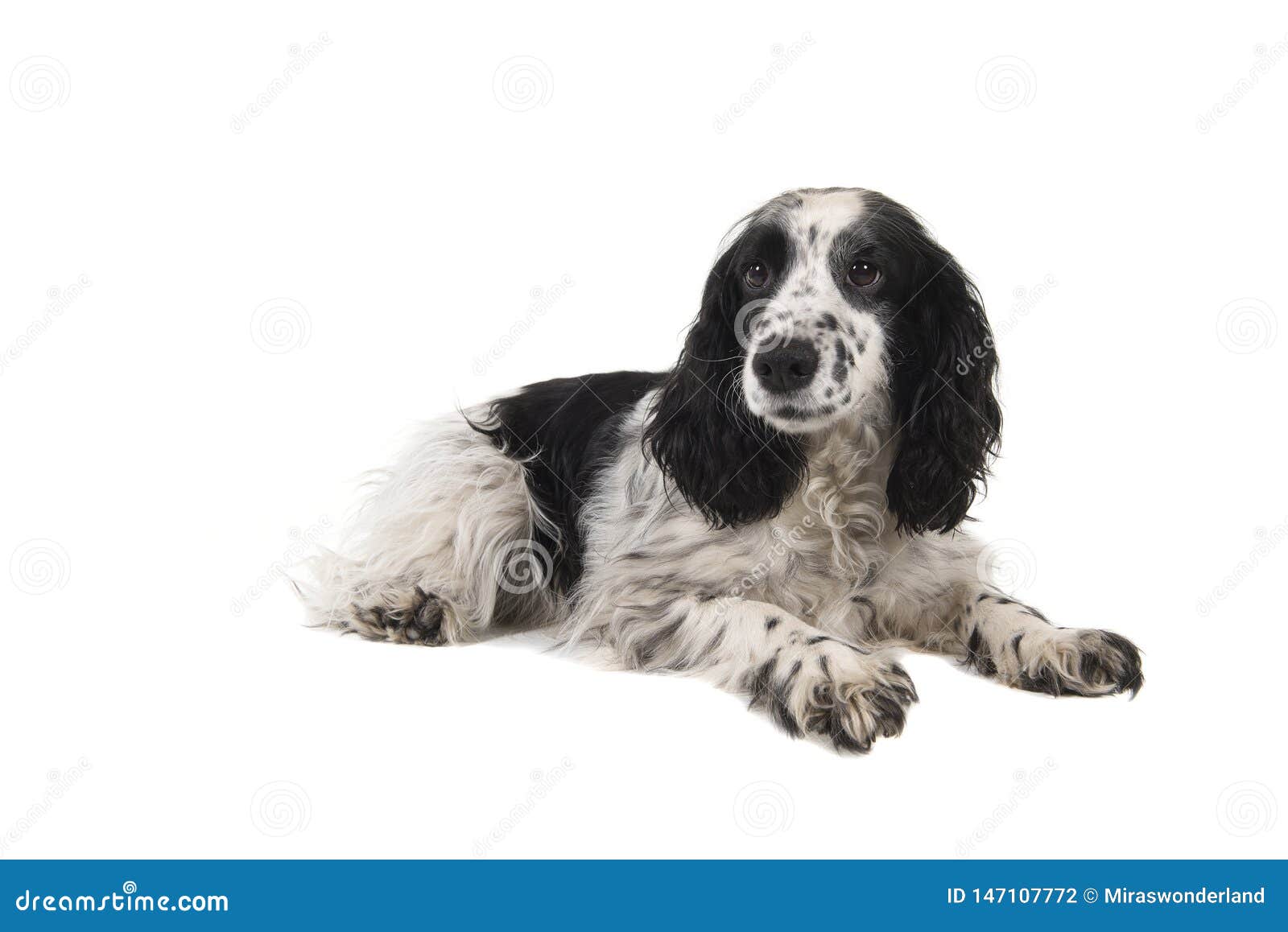 spotted cocker spaniel