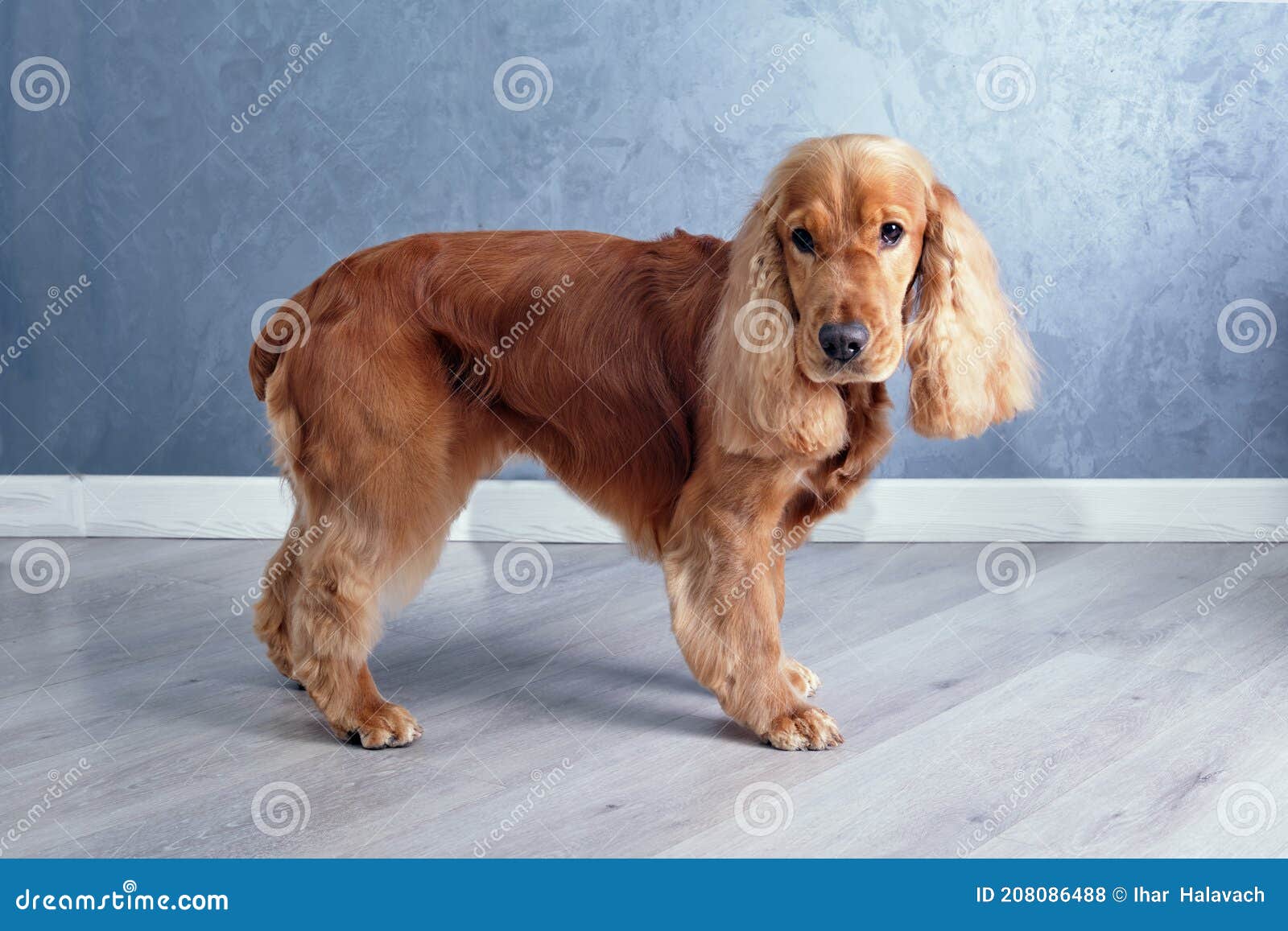 Undtagelse forsætlig Gud English Cocker Spaniel Stands on a Gray Background Close-up. Stock Photo -  Image of brown, domestic: 208086488