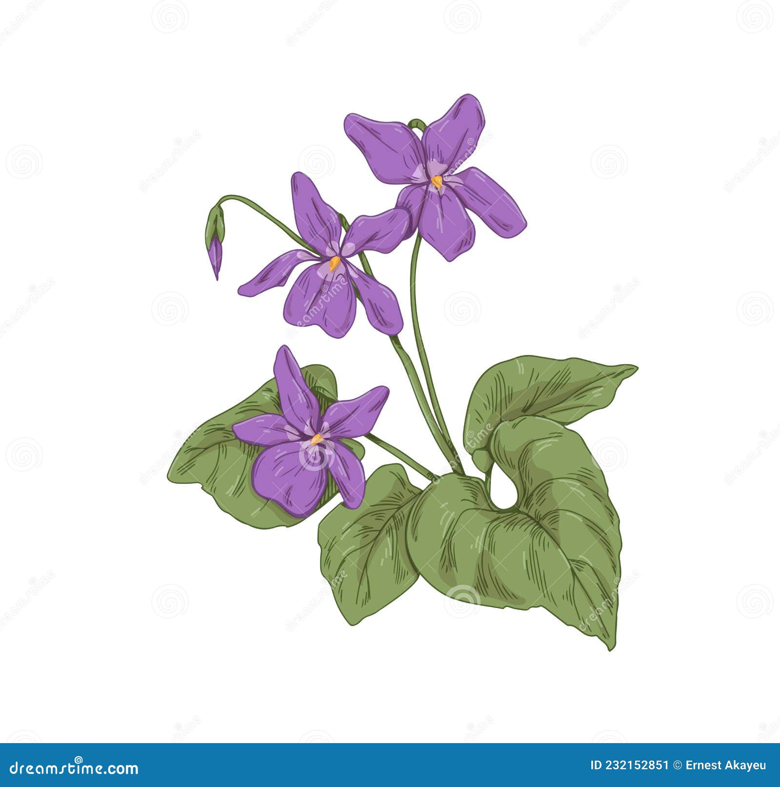 English Common Wood Violet, Garden Blossomed Flower. Botanical Drawing ...