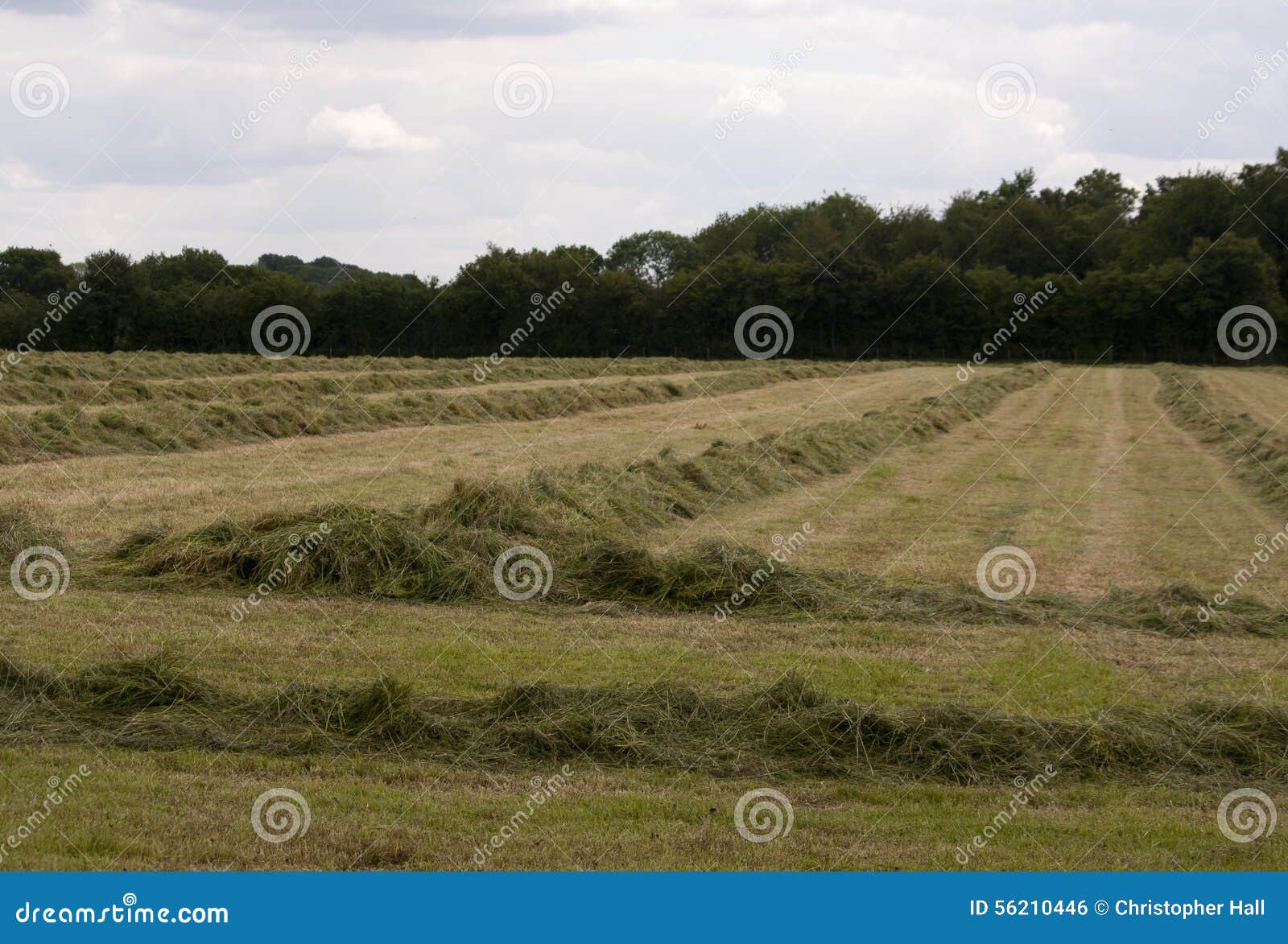 english countryside, holmer green, buckinghamshire