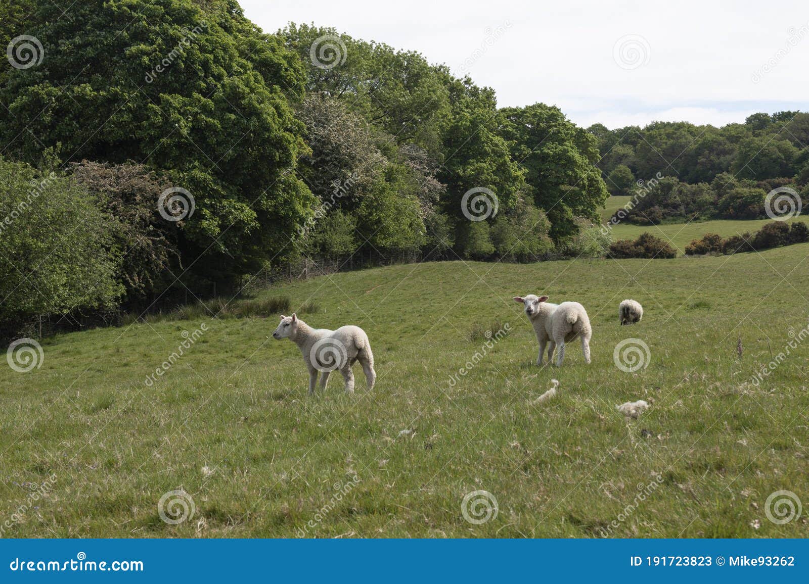 three lambs standing in a field in northamptonshire on a sunny summer`s day