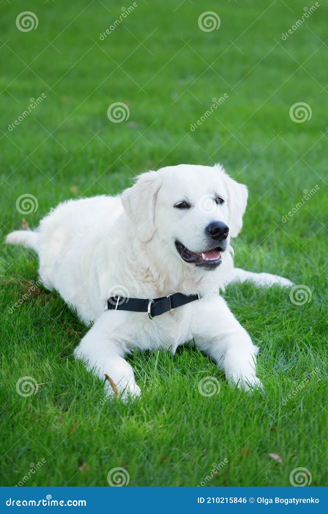 white golden retriever puppies