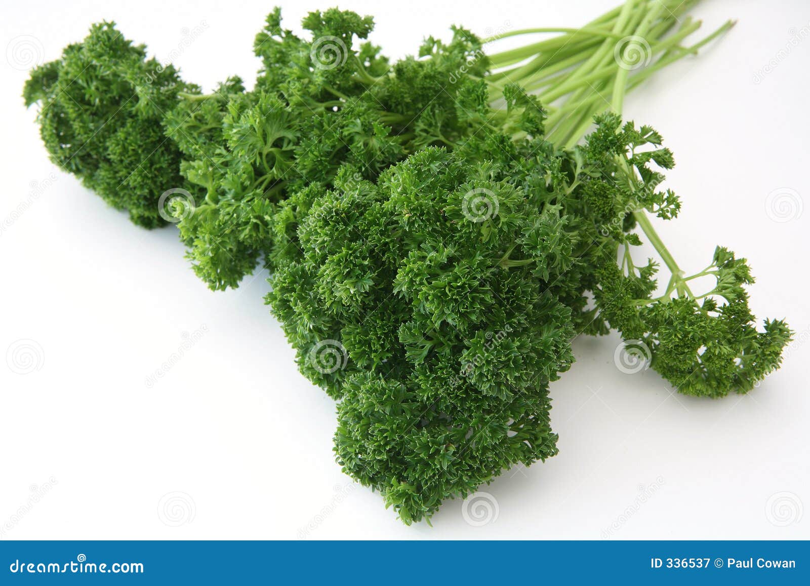English curly parsley stock image. Image of parsley, curly 336537