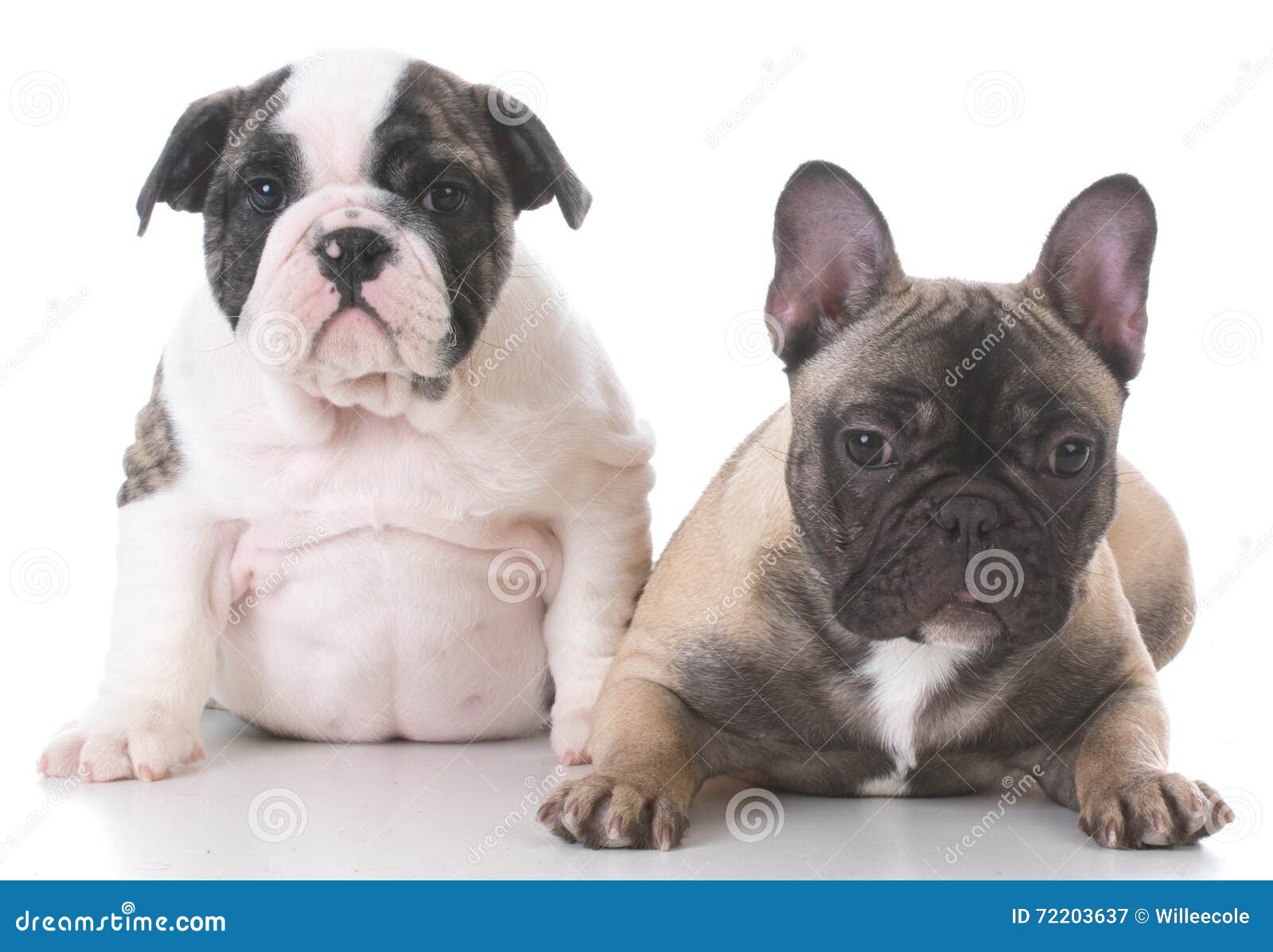 English and French Bulldog Puppies Stock Image - Image of sitting ...