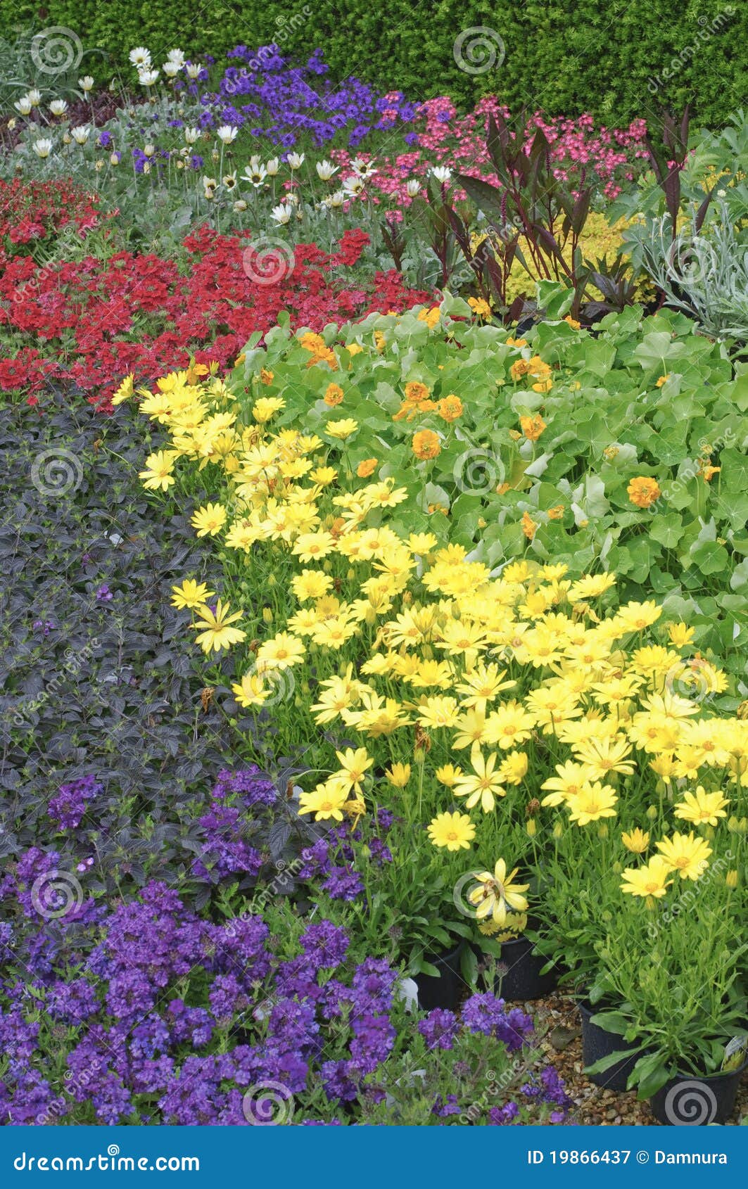English Garden Flower Bed Plants Stock Image Image of outdoors