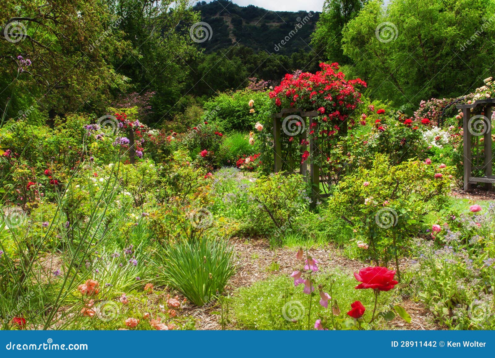 english garden after the rain