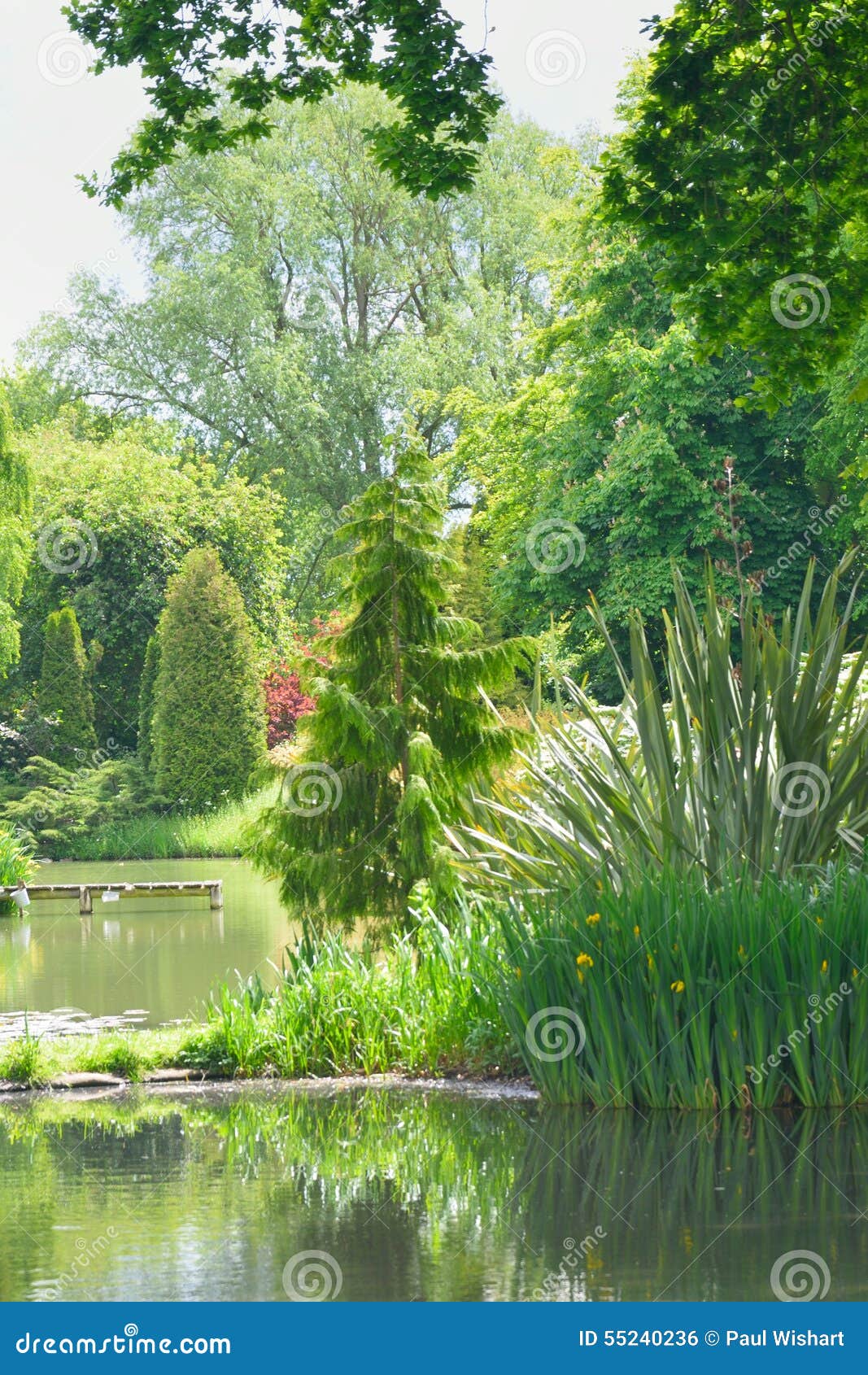 English Garden with Trees and Pond Stock Photo Image of beauty