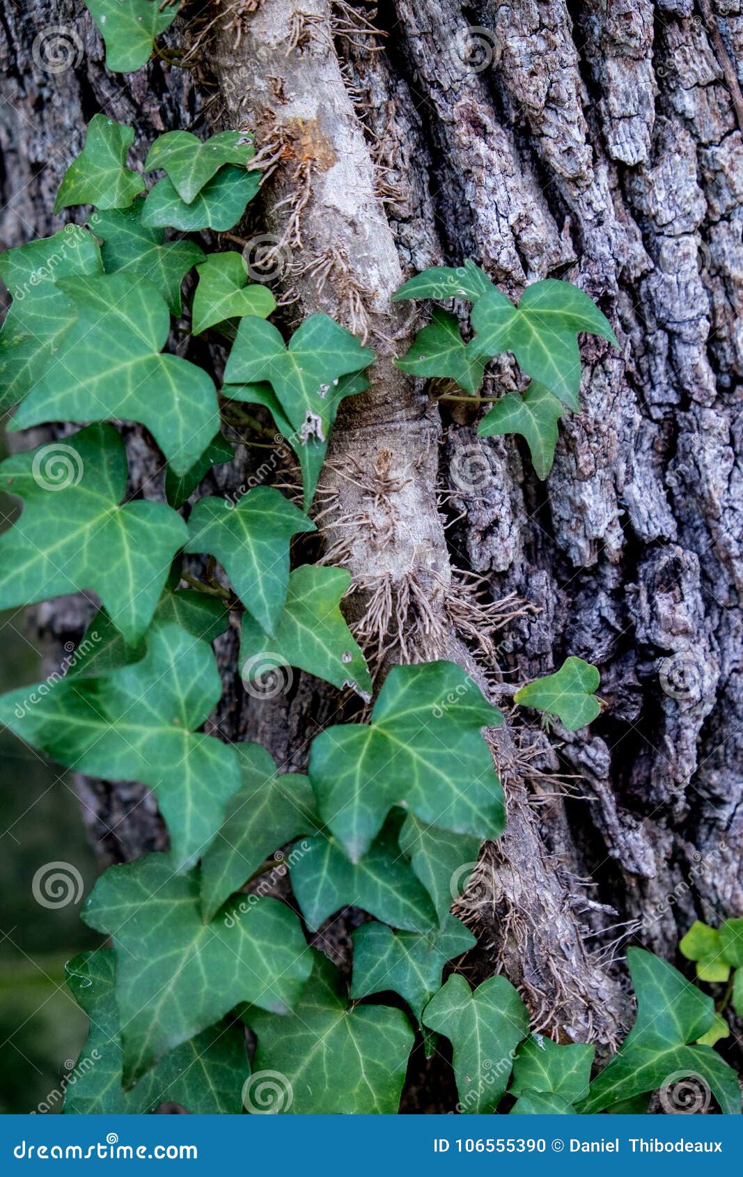 Wallflowers Fine Art Photography Nature Photo Ivy Print Creeping Ivy English Ivy Ivy Photo Vines on Wall Yellow Flowers Climber