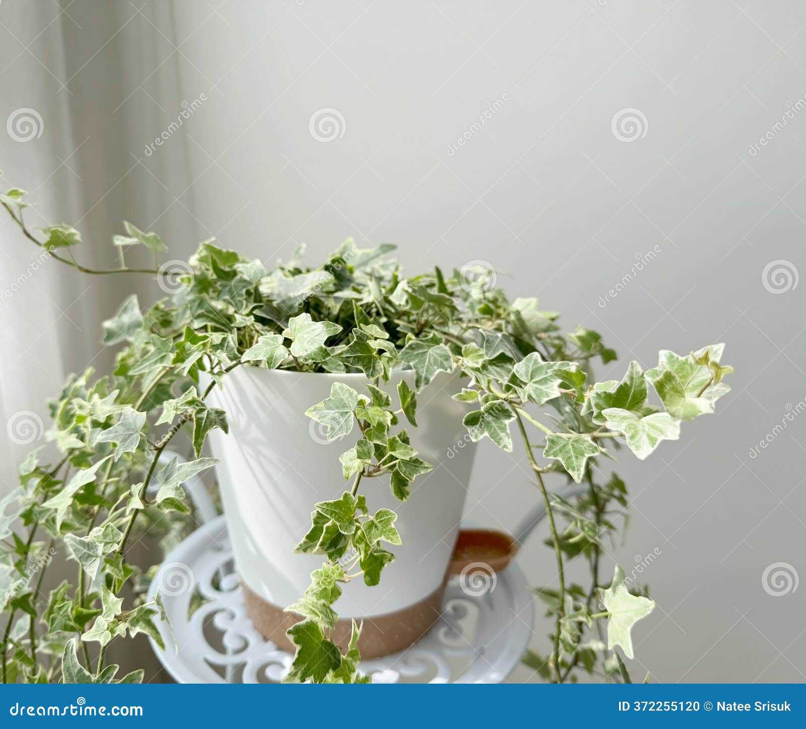 English Ivy Variegated in the White Flower Pot Stock Photo - Image of  garden, leaf: 372255120, image size:1600x1446