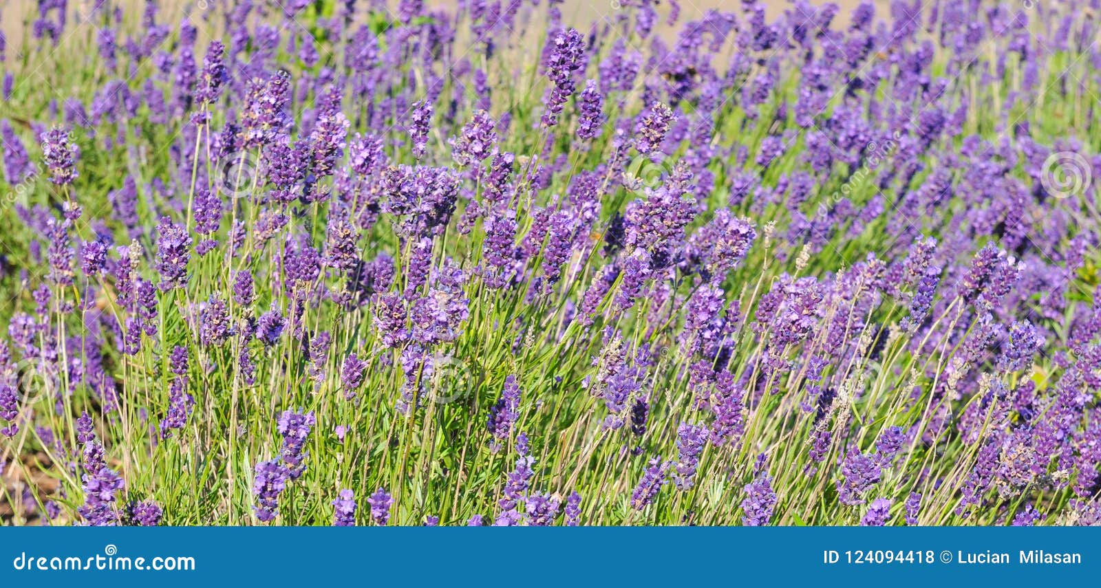 English Lavender in the Garden Stock Photo Image of aroma, country