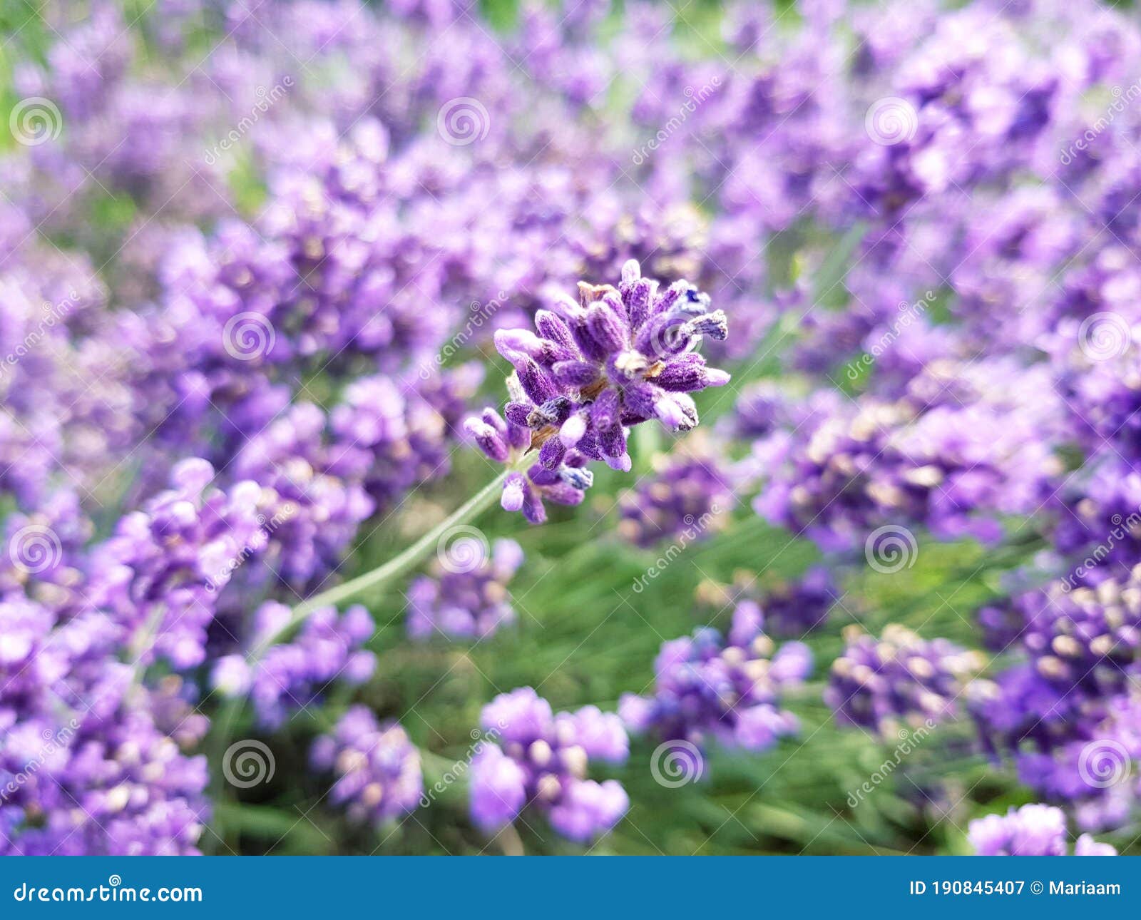 English Lavender Lavandula Angustifolia Beautiful Lavender Background Stock Image Image Of English Smell 190845407