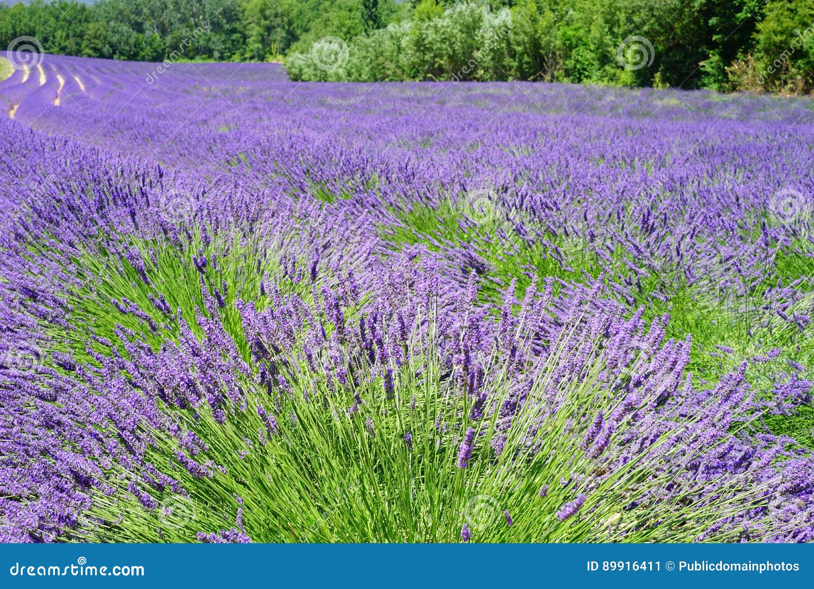 English Lavender, Plant, Lavender, Flower Picture. Image 89916411