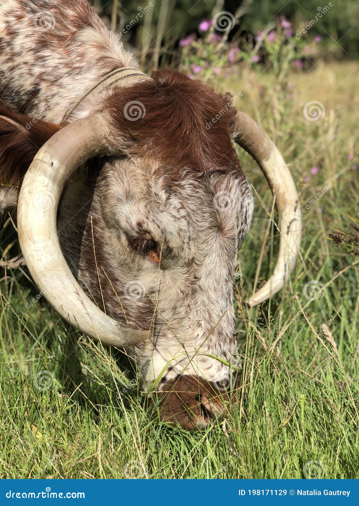 English Longhorn Cattle Epping Forest Stock Image Image of grazing