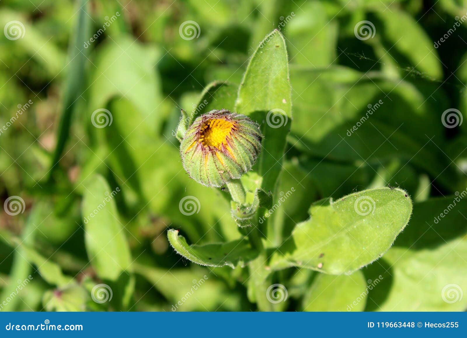 English Marigold Or Calendula Officinalis Orange Flower Bud Stock Photo Image Of Scotch Background 119663448