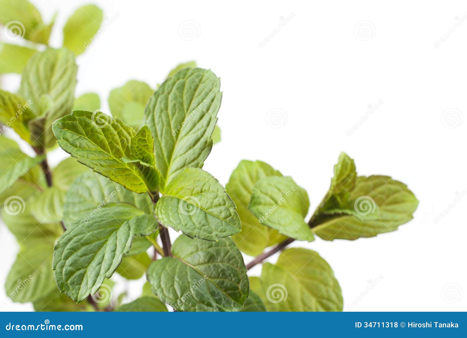 English mint plants stock photo. Image of mint, aroma 34711318