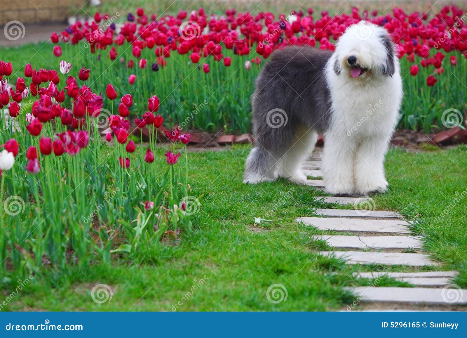 english old sheepdog