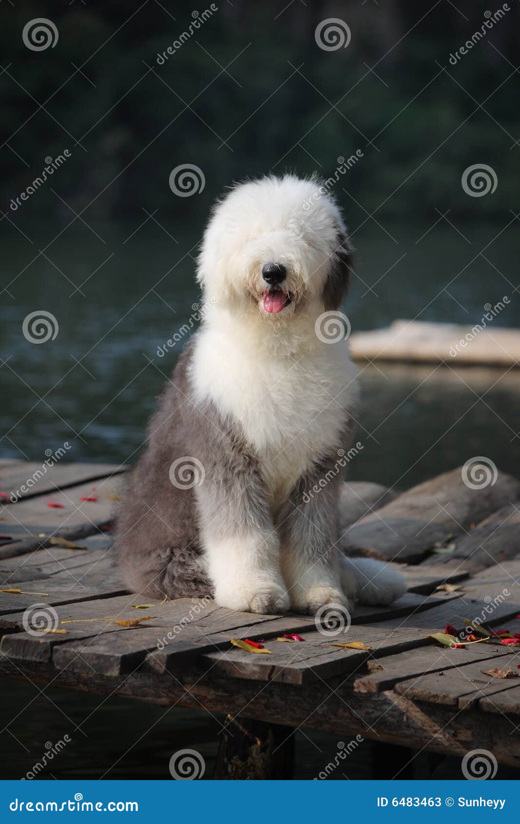 Mais de 3 imagens grátis de Old English Sheepdog e Cachorro - Pixabay