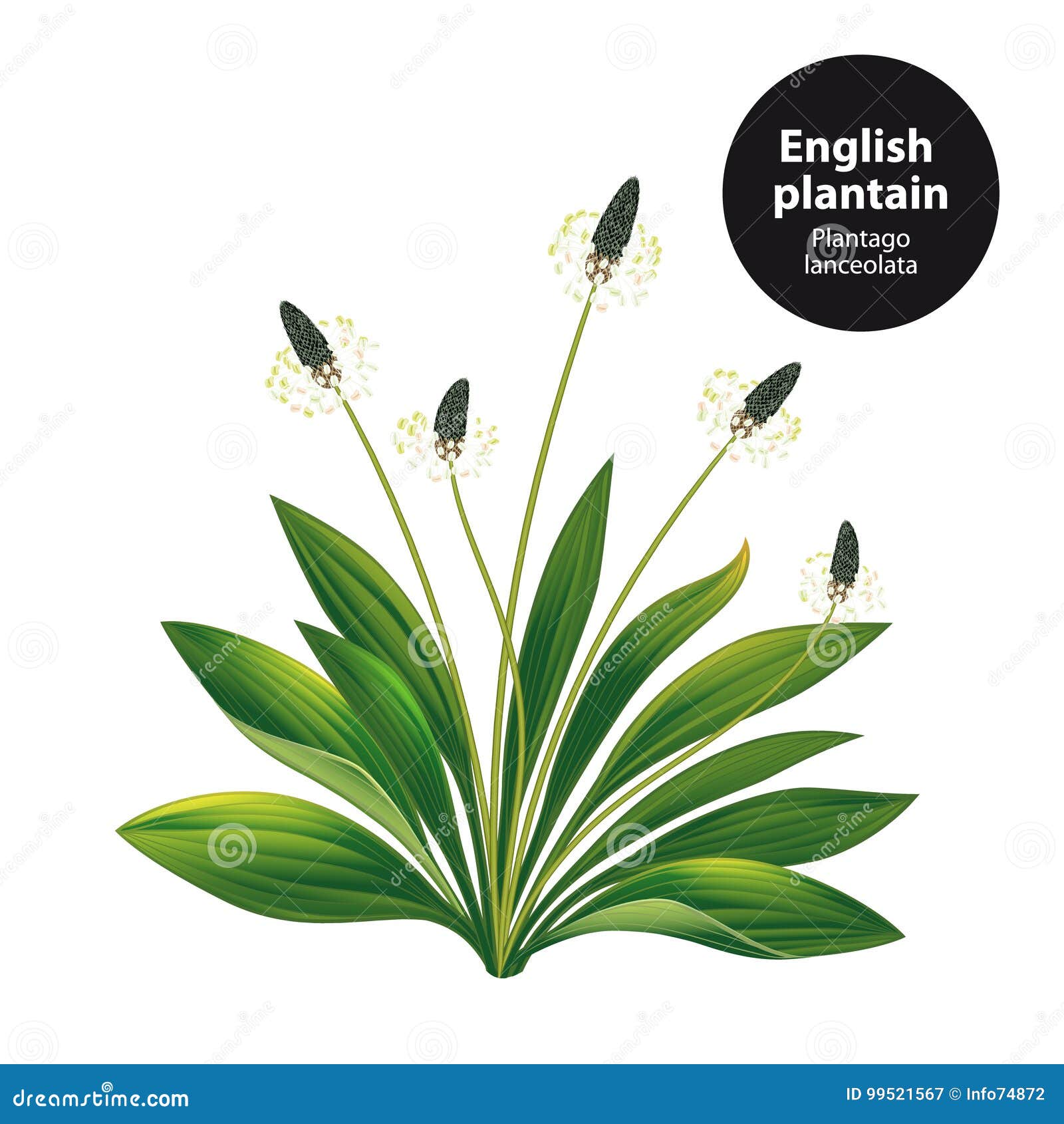 English Plantain RGB Color Icon Cartoon Vector | CartoonDealer.com ...