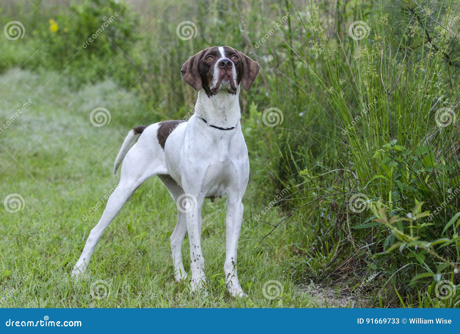 english pointer bird dog