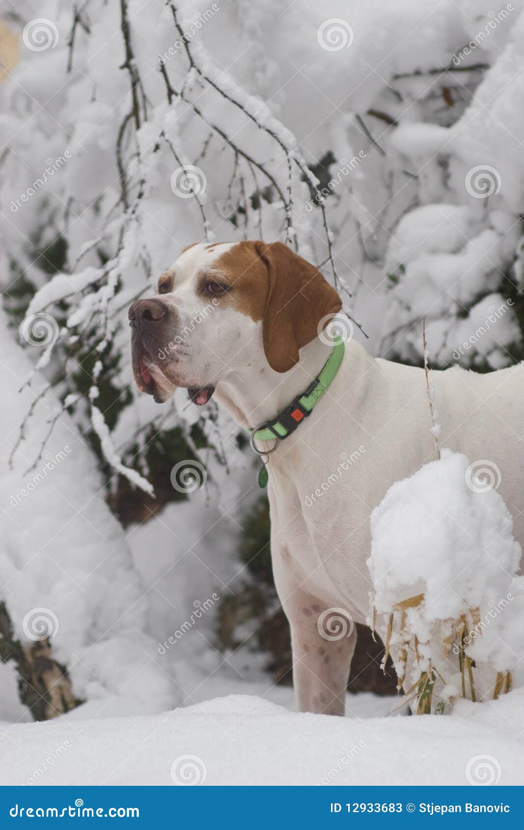 English Pointer Dog in Snow Stock Image Image of animal, pointer