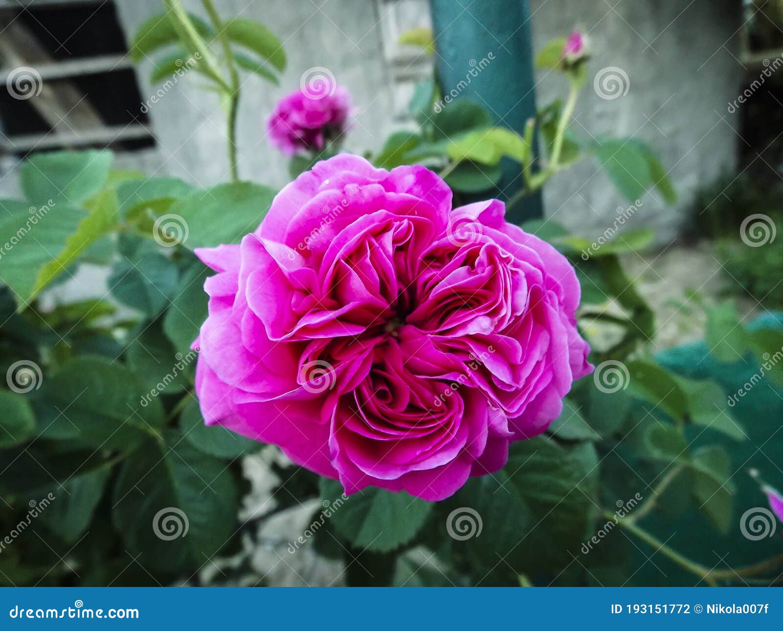 colourfull english rose garden Stock Photo  Adobe Stock
