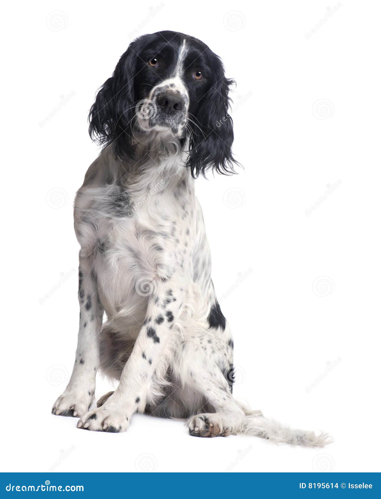 english springer spaniel (1 year)