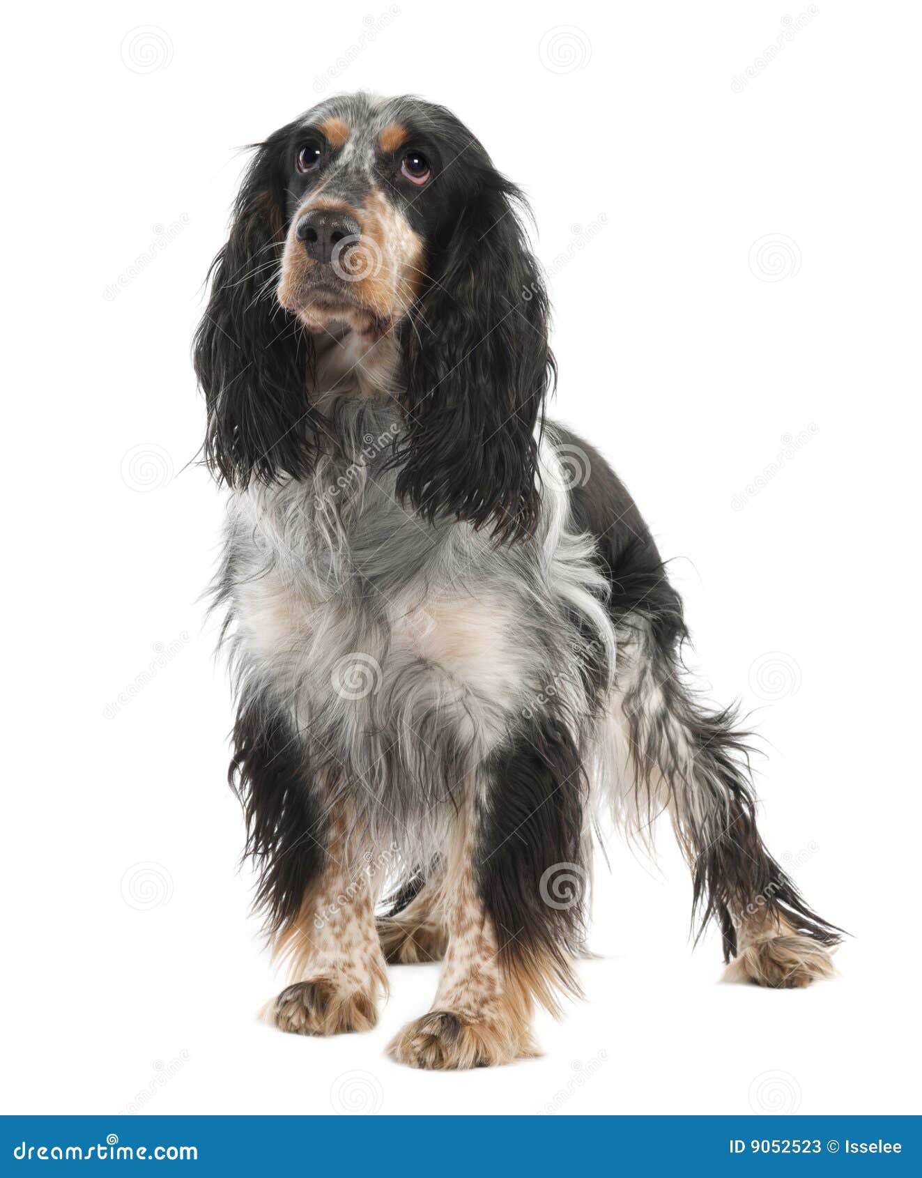 Lemon And White Springer Spaniel