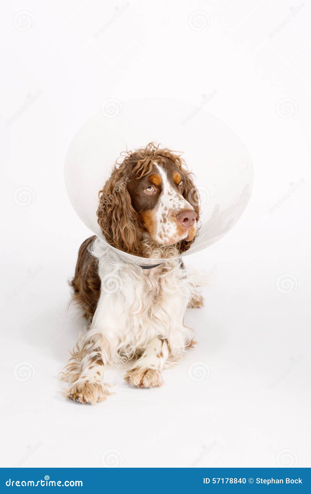 English Springer Spaniel with Buster Collar Stock Photo Image of