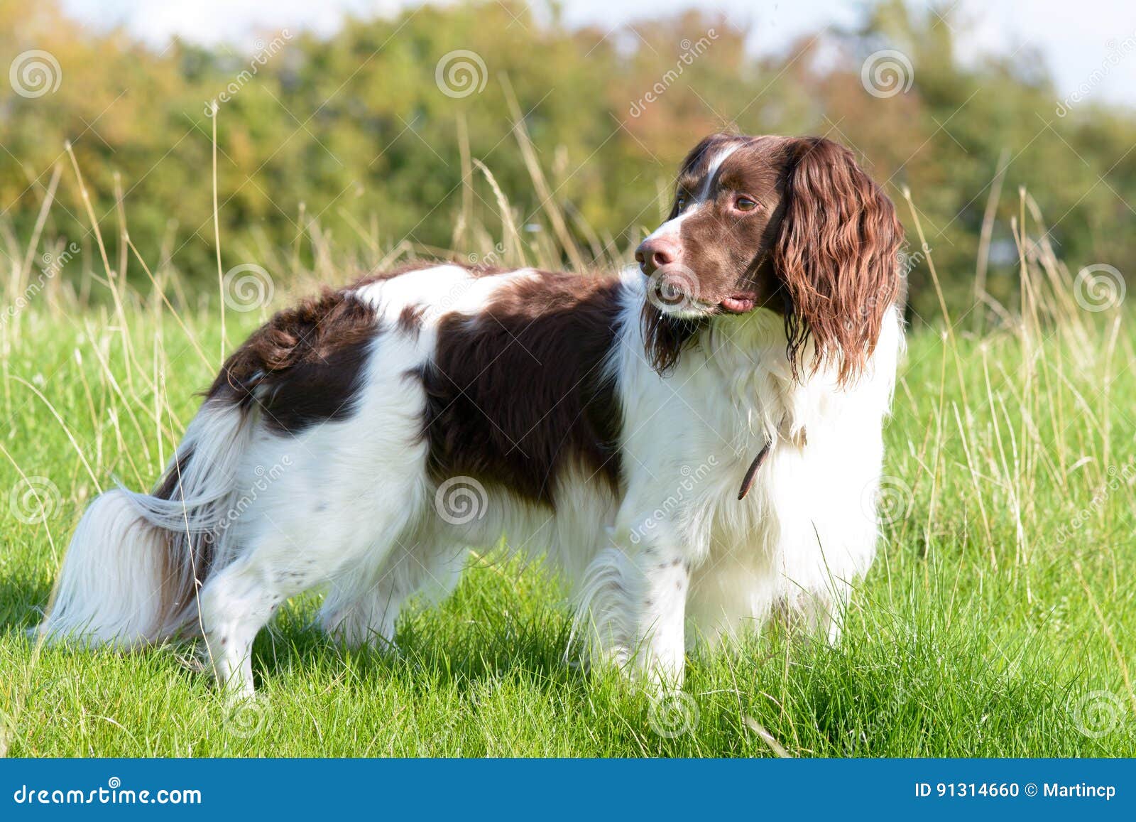 English Springer Spaniel Dog Standing in Field Stock Photo - Image of  canine, english: 91314660