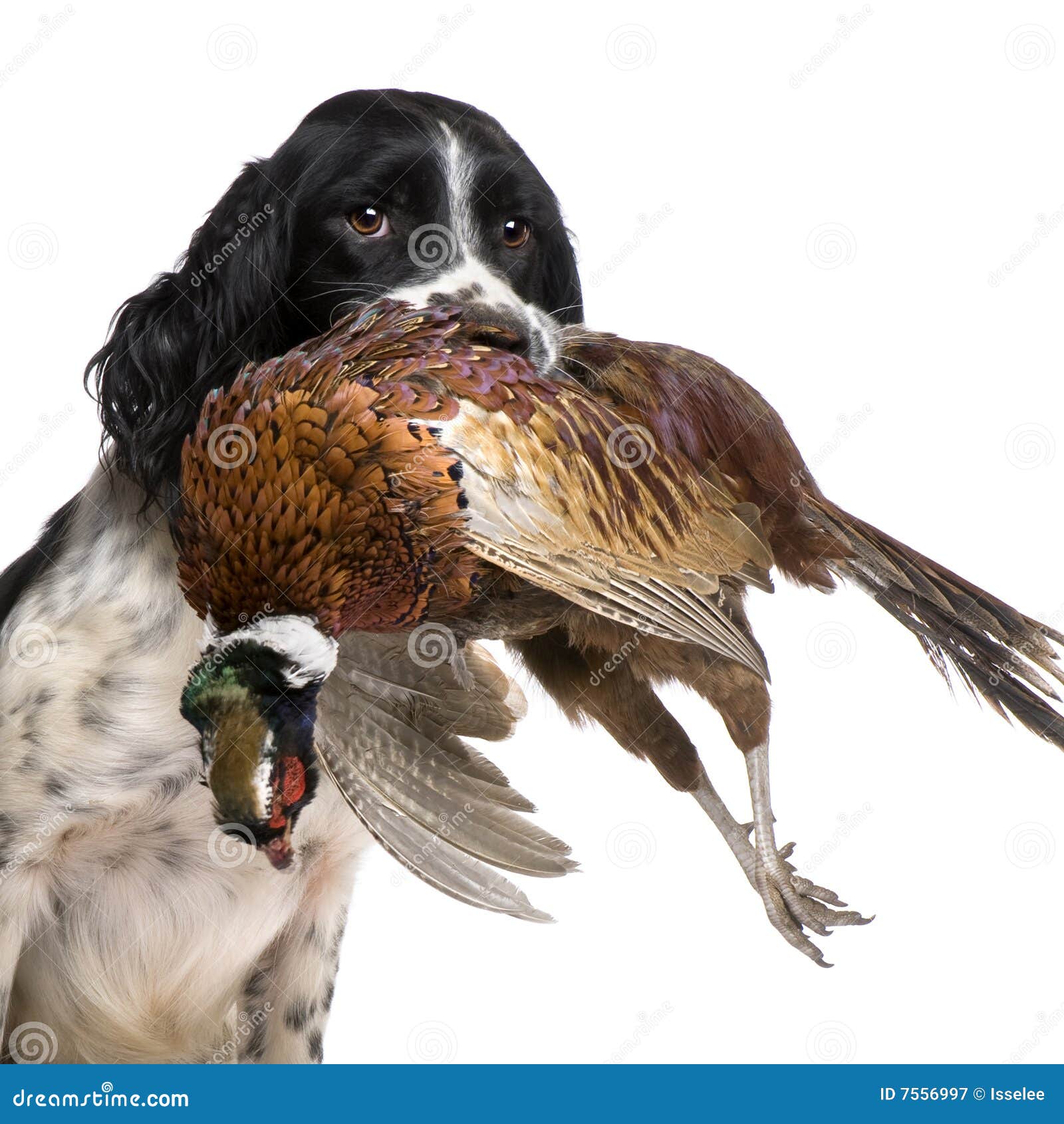 springer spaniel hunting