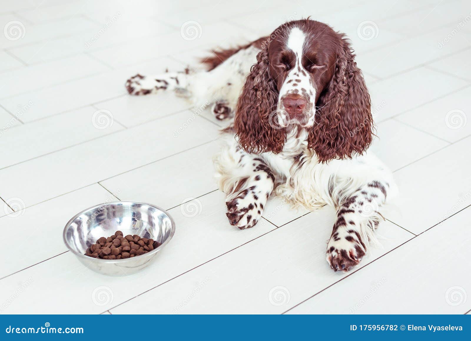 Springer spaniel dog food cheap