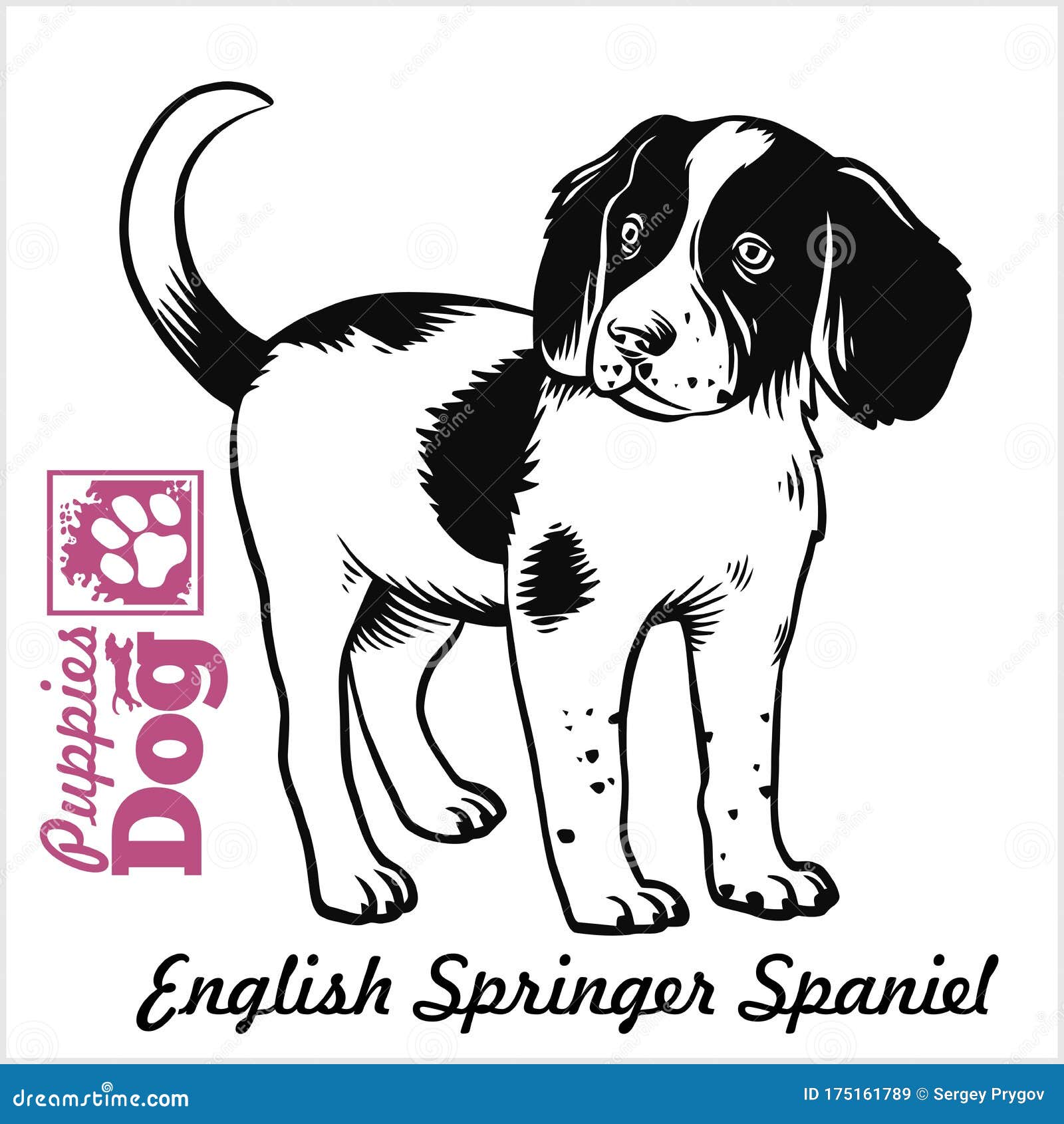 english springer spaniel puppy. drawing by hand, sketch. engraving style, black and white  image.