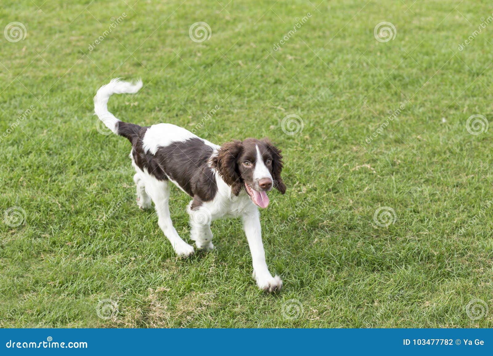 english springer terrier
