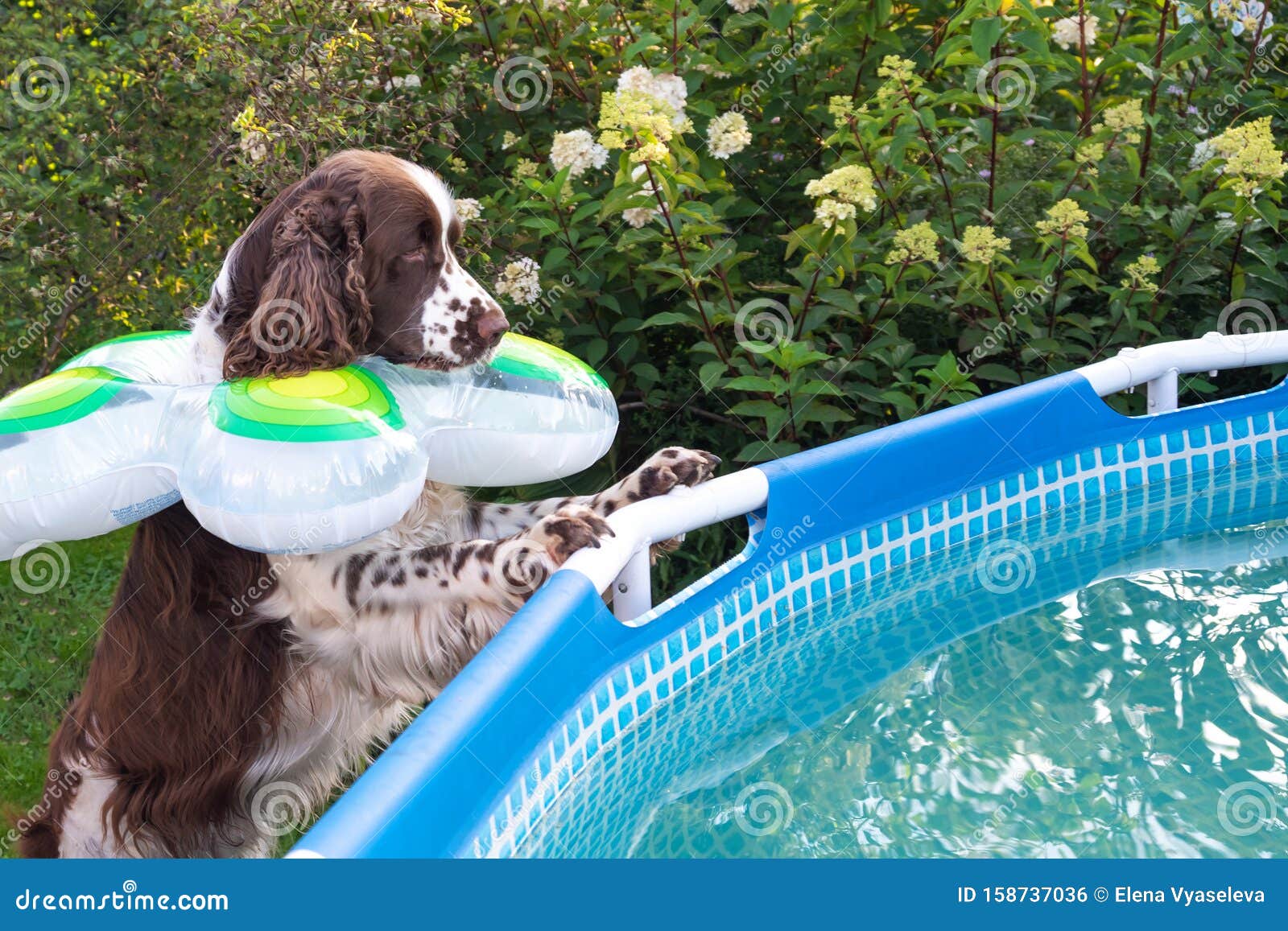 english springer spaniel training