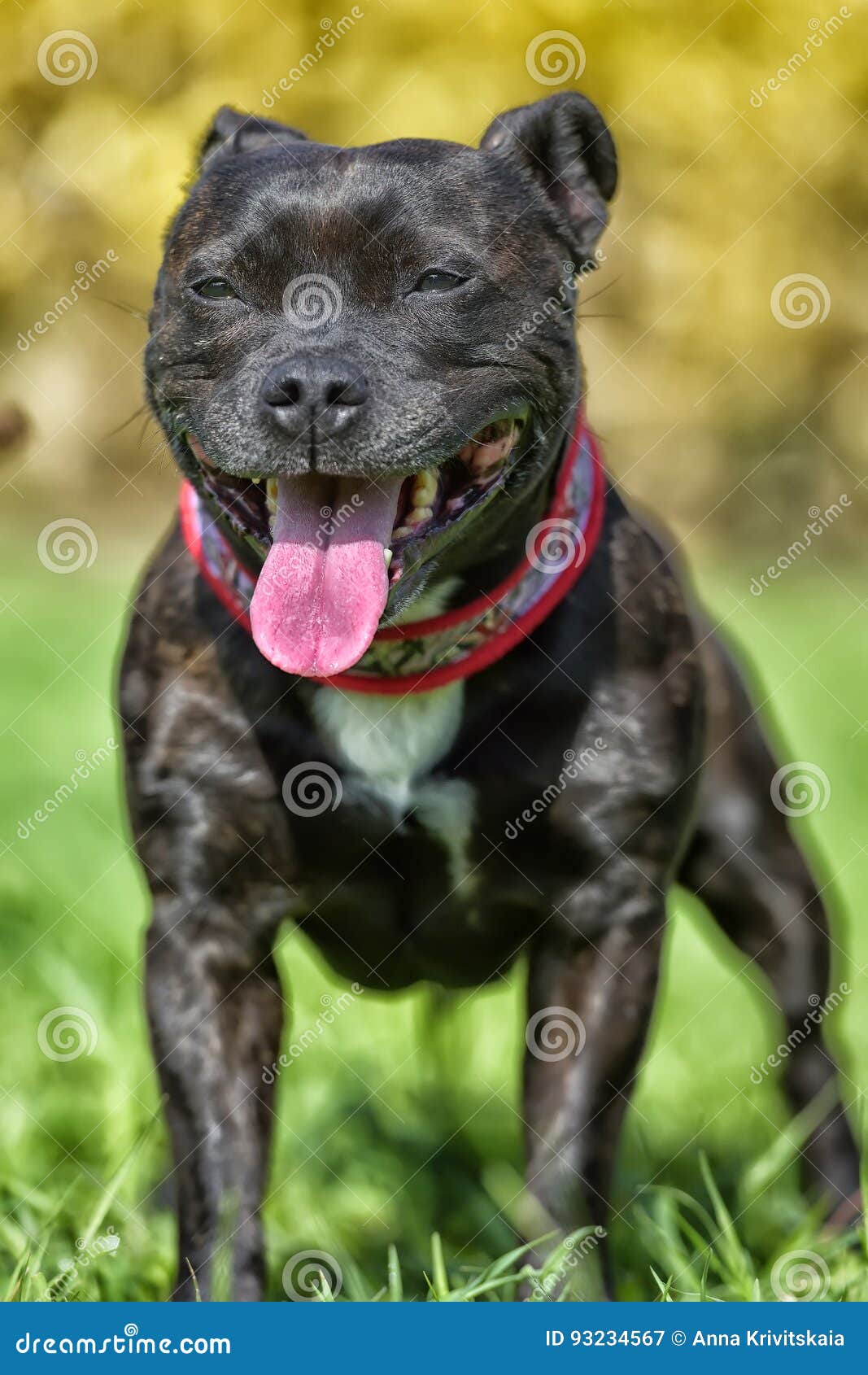 English Staffordshire Bull Terrier Stock Image Image of