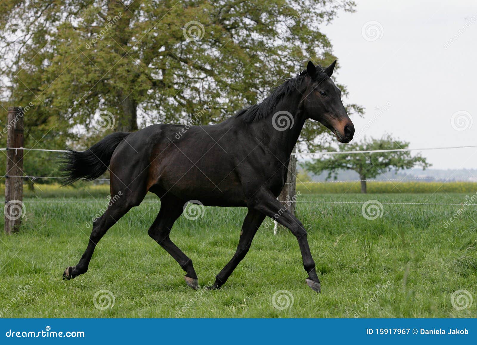 english thoroughbred horse