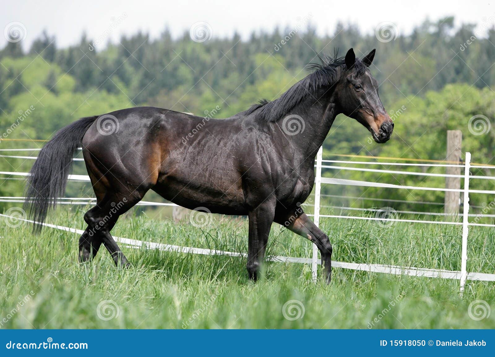 english thoroughbred horse