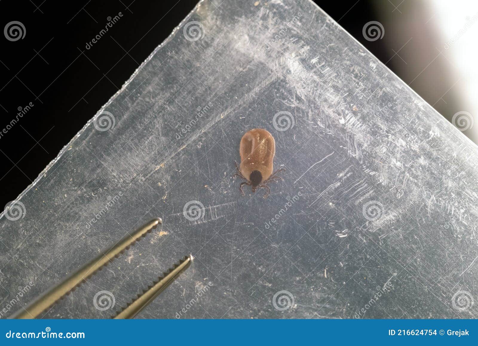 engorged tick engorged tick
