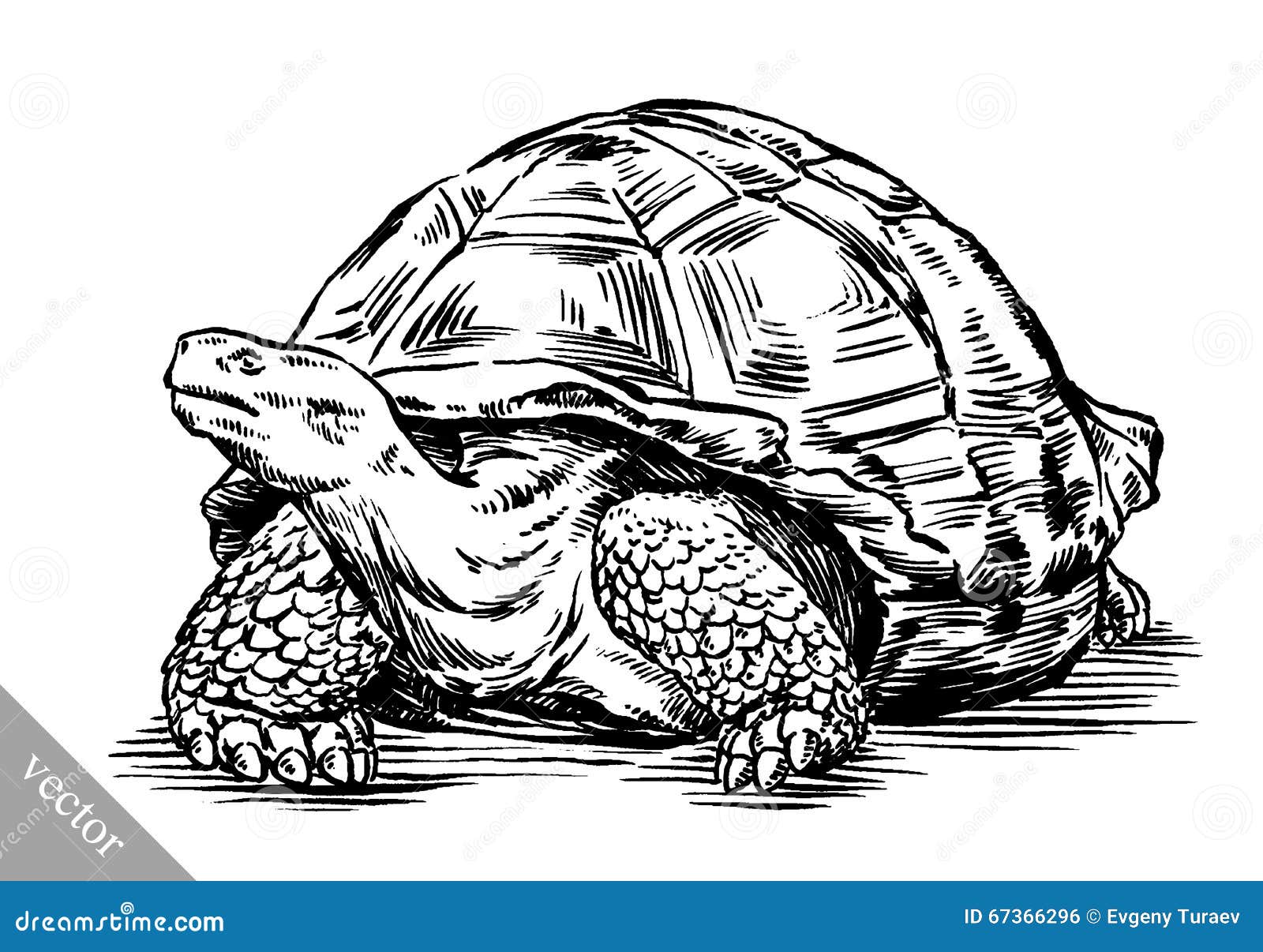 engrave ink draw turtle 