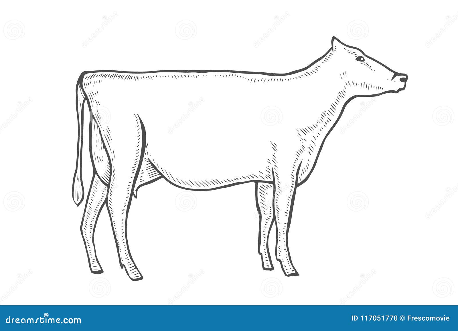 Engrave vector cow stock vector. Illustration of animal - 117051770